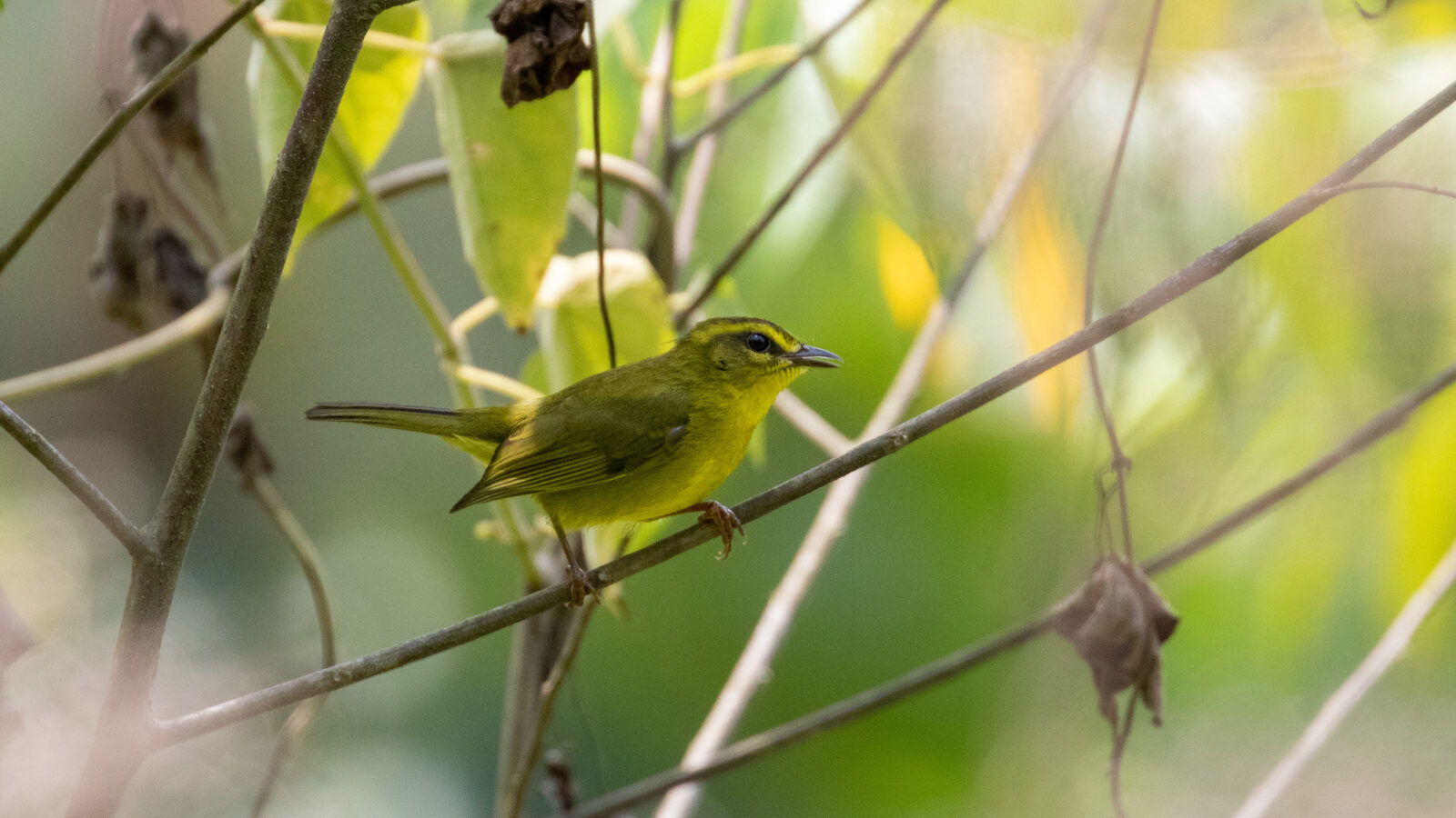 Cuzco Warbler