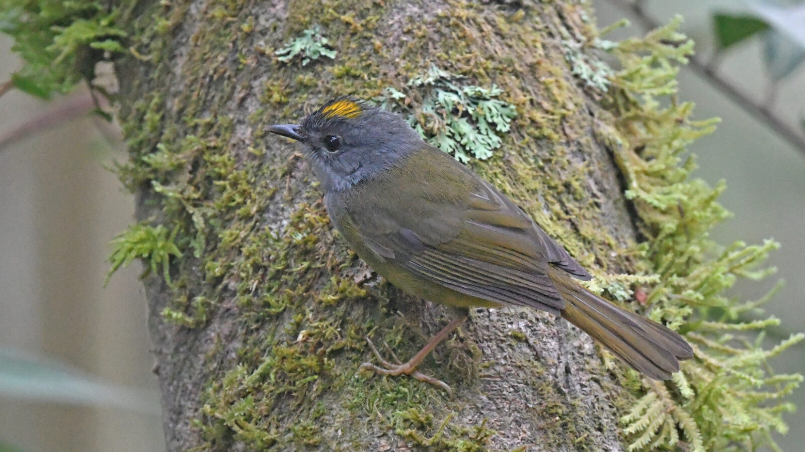 Grey-throated Warbler