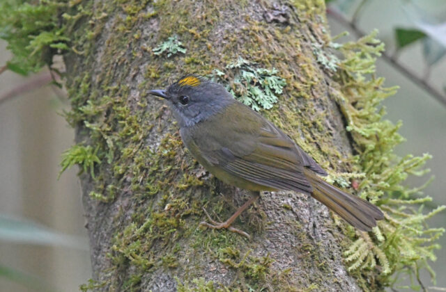 Grey-throated Warbler