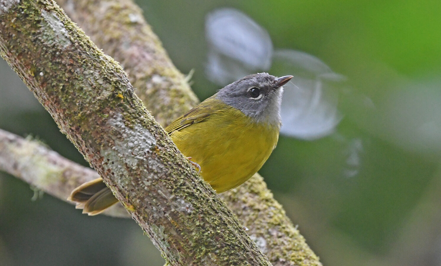 White-lored Warbler