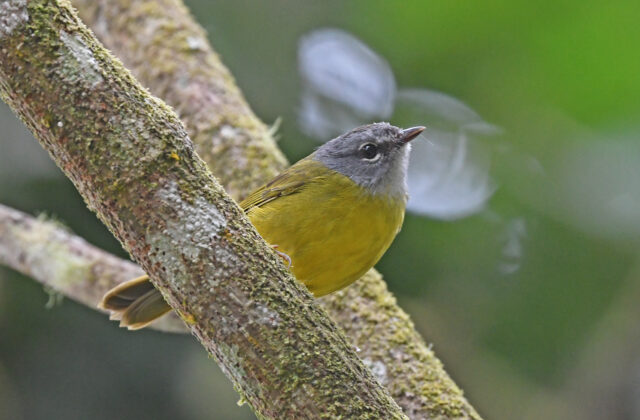 White-lored Warbler