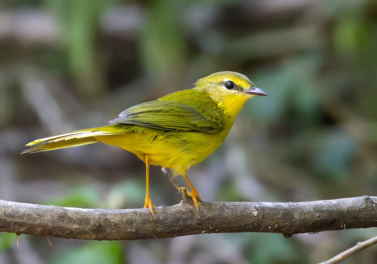Flavescent Warbler