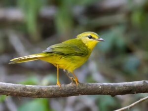 Flavescent Warbler