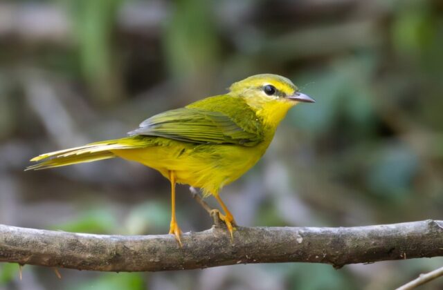 Flavescent Warbler
