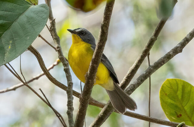 Grey-and-gold Warbler