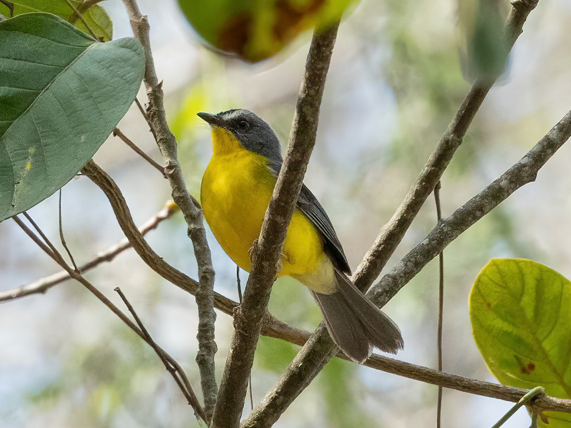 Grey-and-gold Warbler