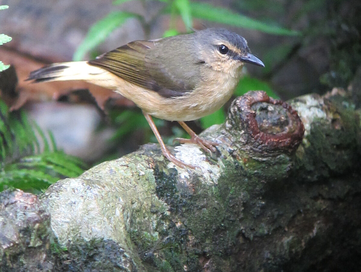 Buff-rumped Warbler
