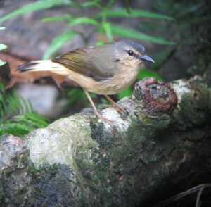 Buff-rumped Warbler