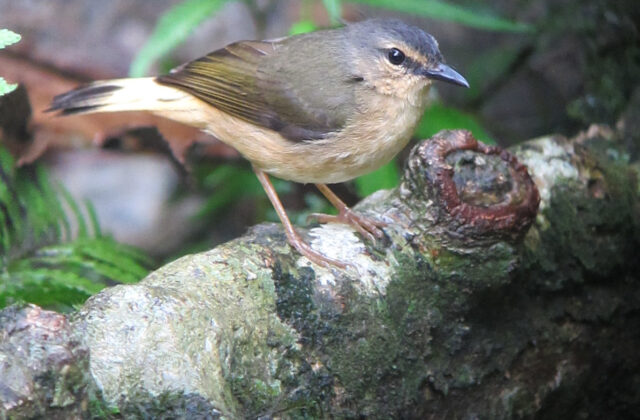 Buff-rumped Warbler