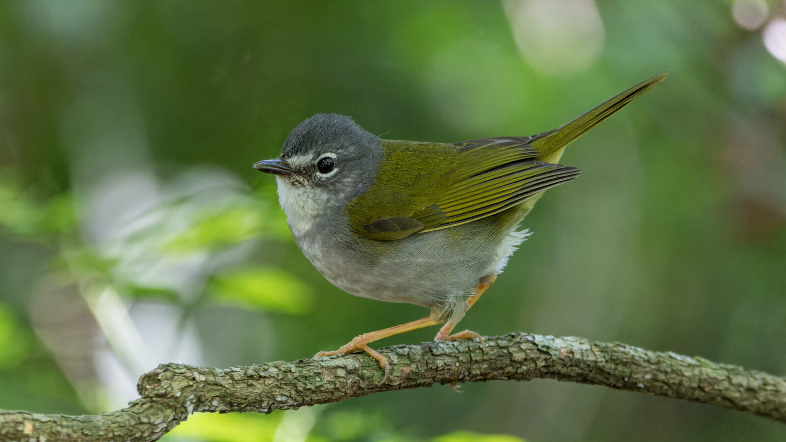 White-rimmed Warbler
