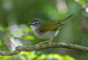 White-rimmed Warbler