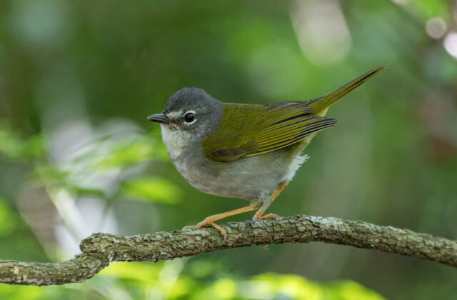 White-rimmed Warbler