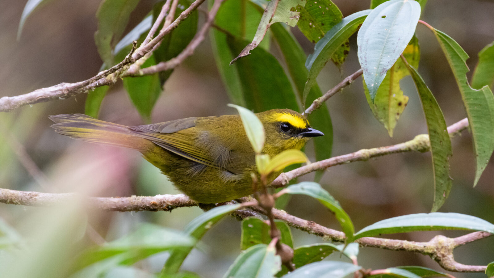 Citrine Warbler