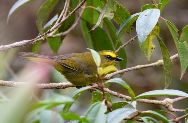Citrine Warbler