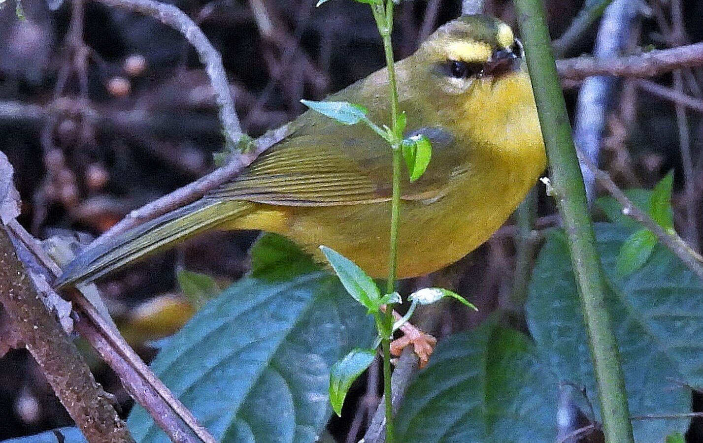 Pale-legged Warbler