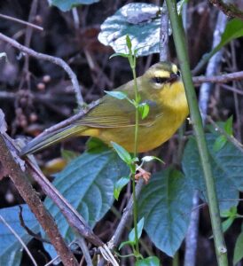 Pale-legged Warbler