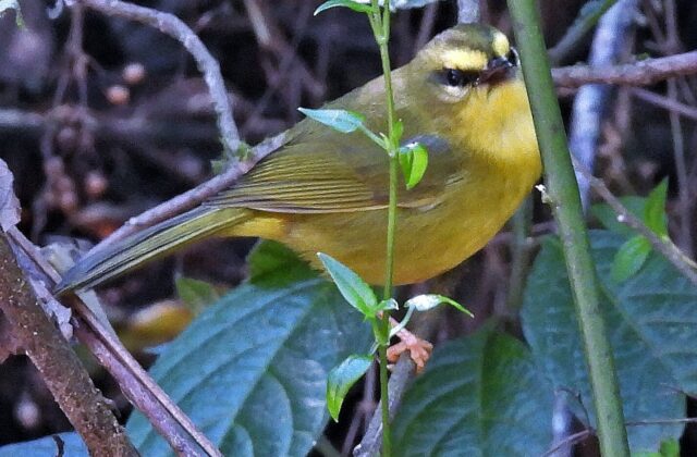 Pale-legged Warbler