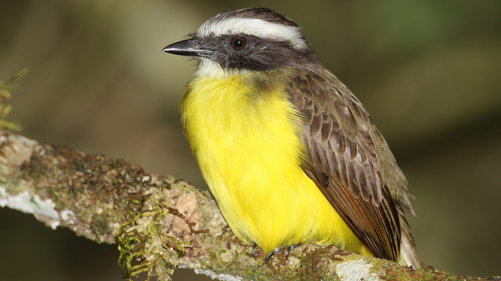 Social Flycatcher