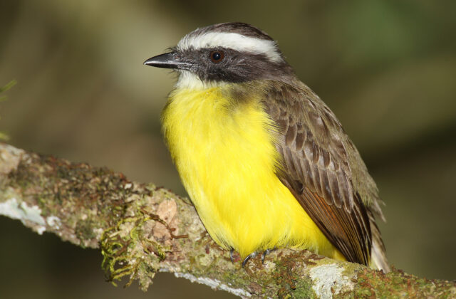 Social Flycatcher