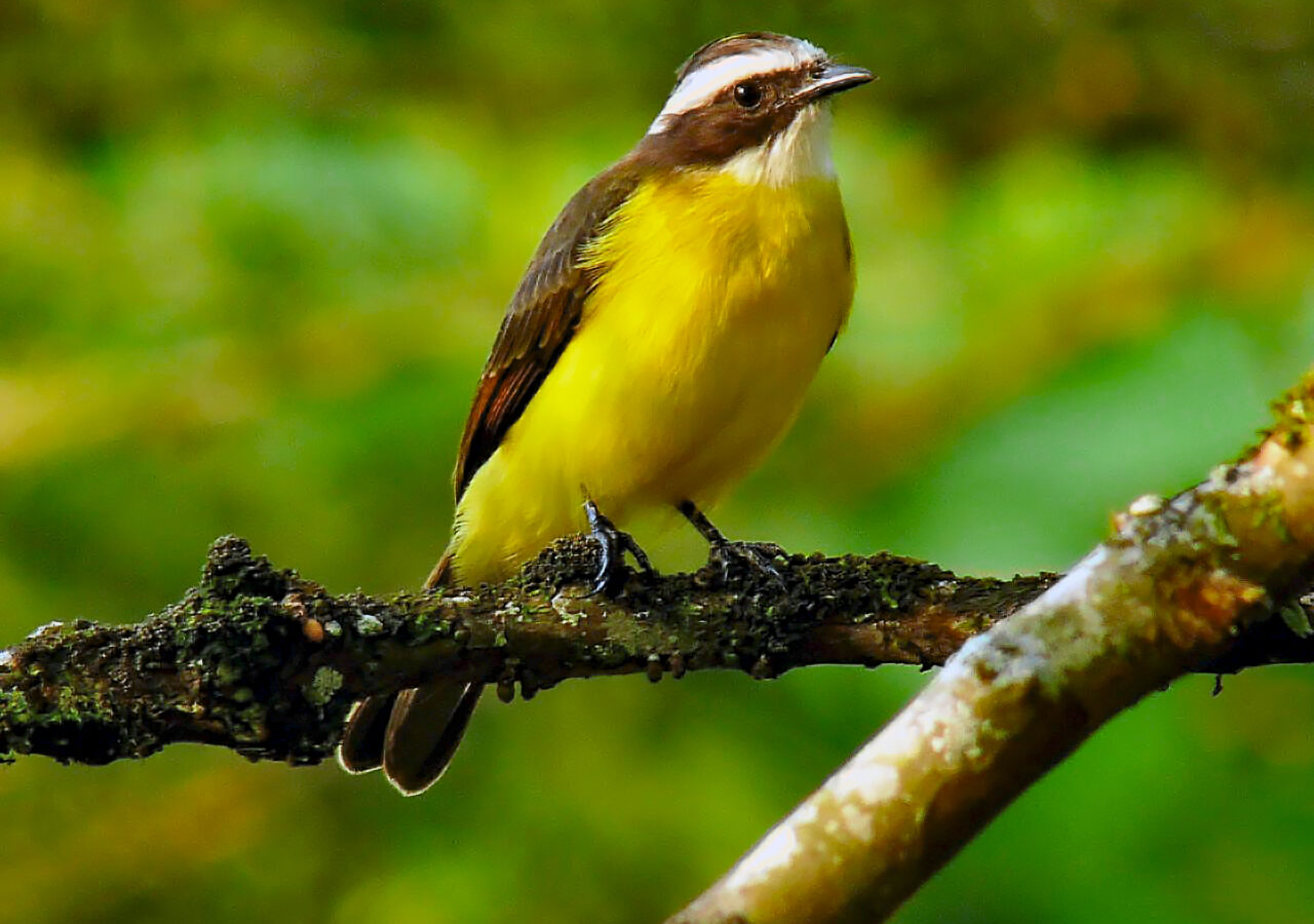 Rusty-margined Flycatcher