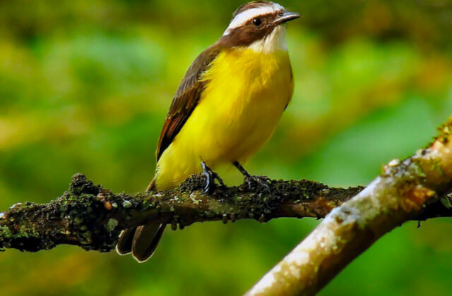 Rusty-margined Flycatcher