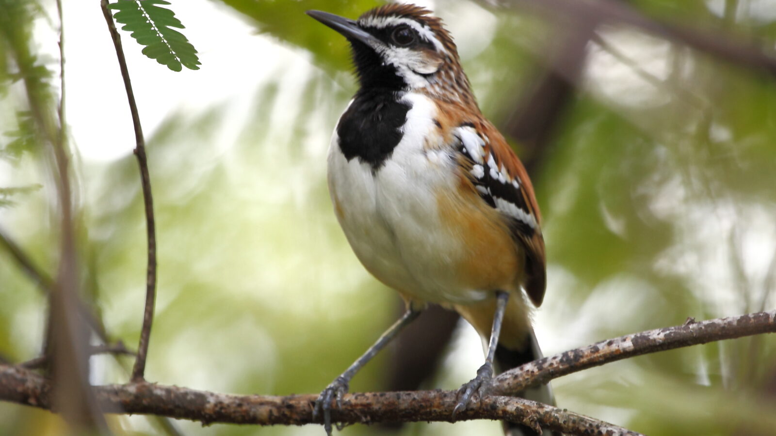 Stripe-backed Antbird