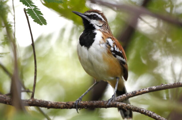 Stripe-backed Antbird
