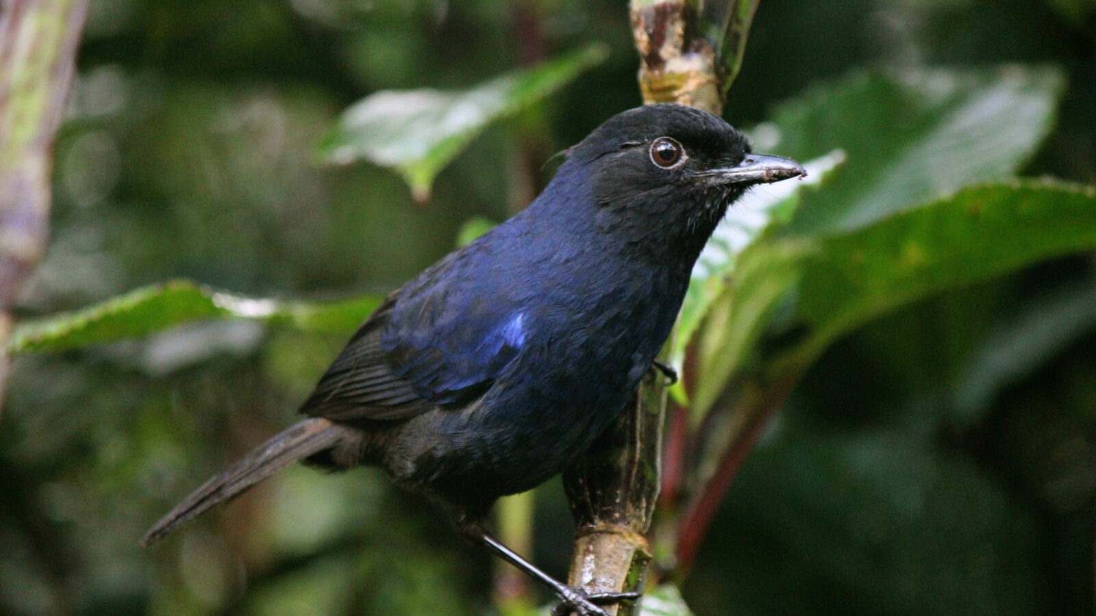 Sri Lanka Whistling Thrush