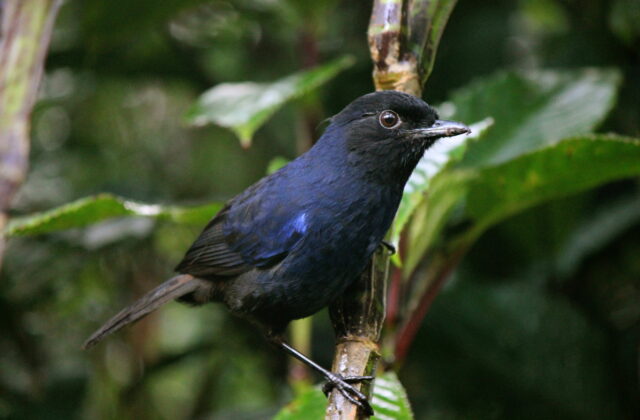 Sri Lanka Whistling Thrush