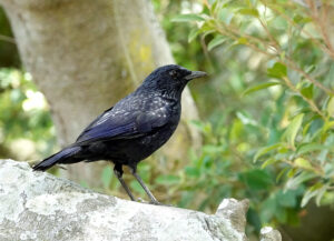 Blue Whistling Thrush