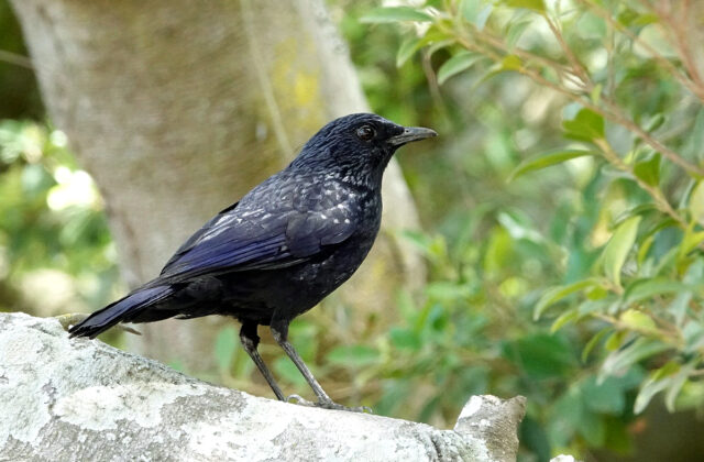Blue Whistling Thrush