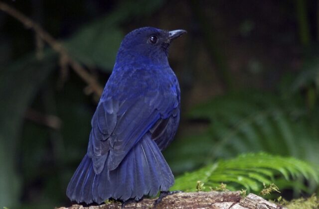 Javan Whistling Thrush