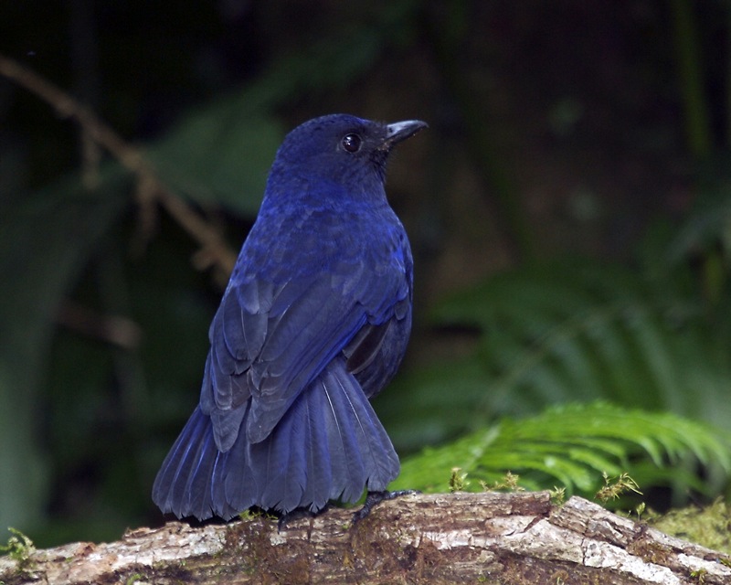 Javan Whistling Thrush