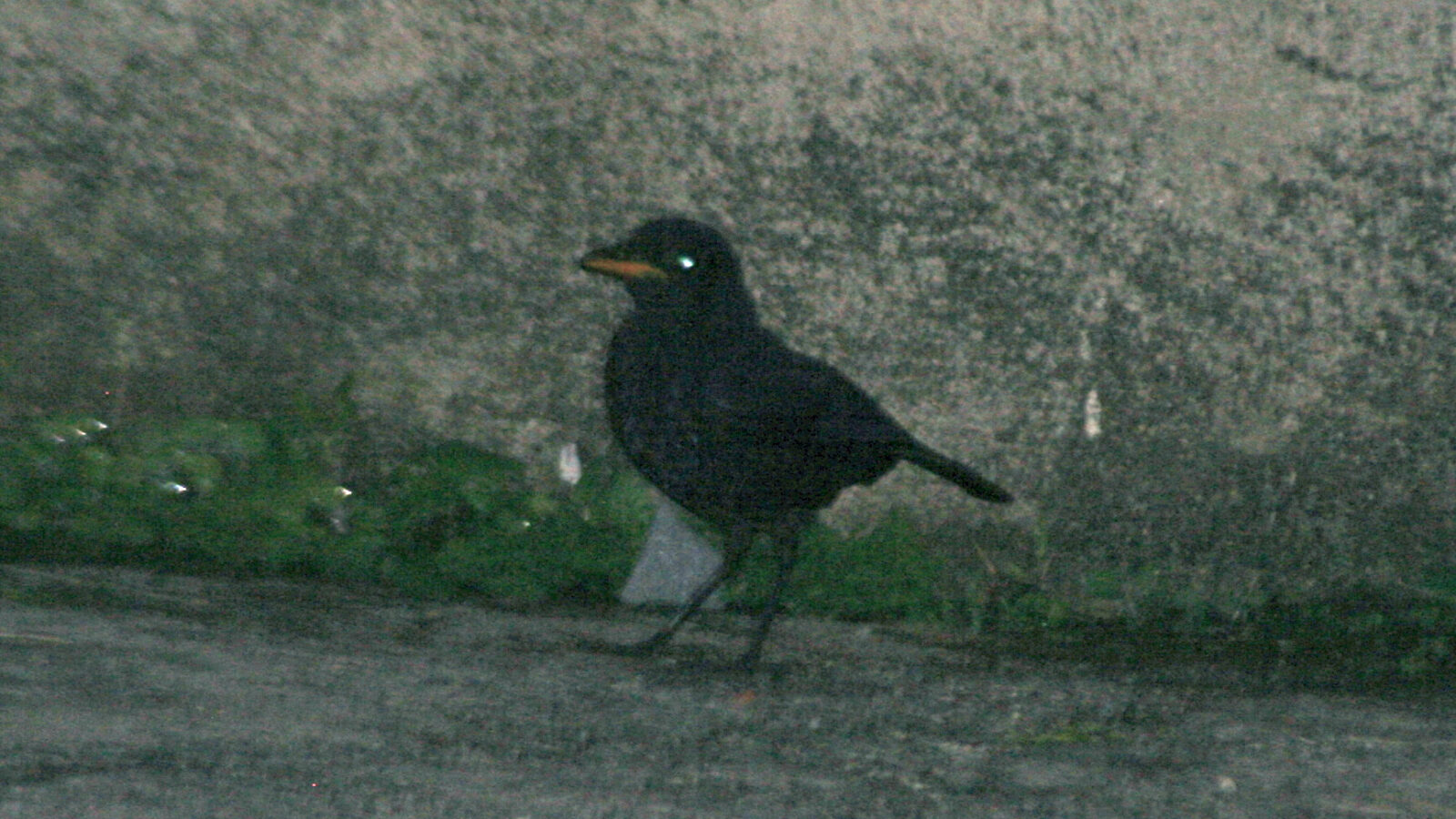 Malayan Whistling Thrush