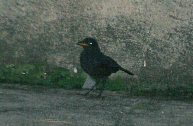 Malayan Whistling Thrush