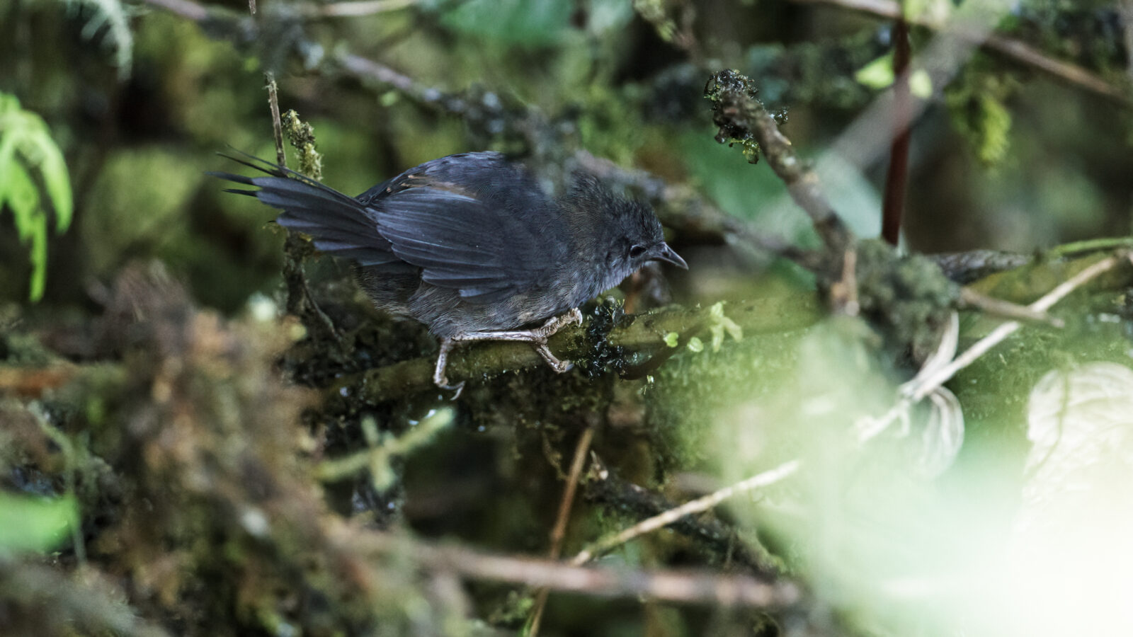 Ash-colored Tapaculo