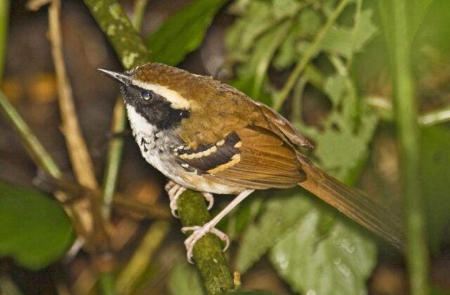 White-bibbed Antbird