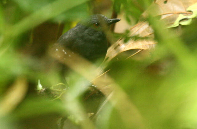 Esmeraldas Antbird