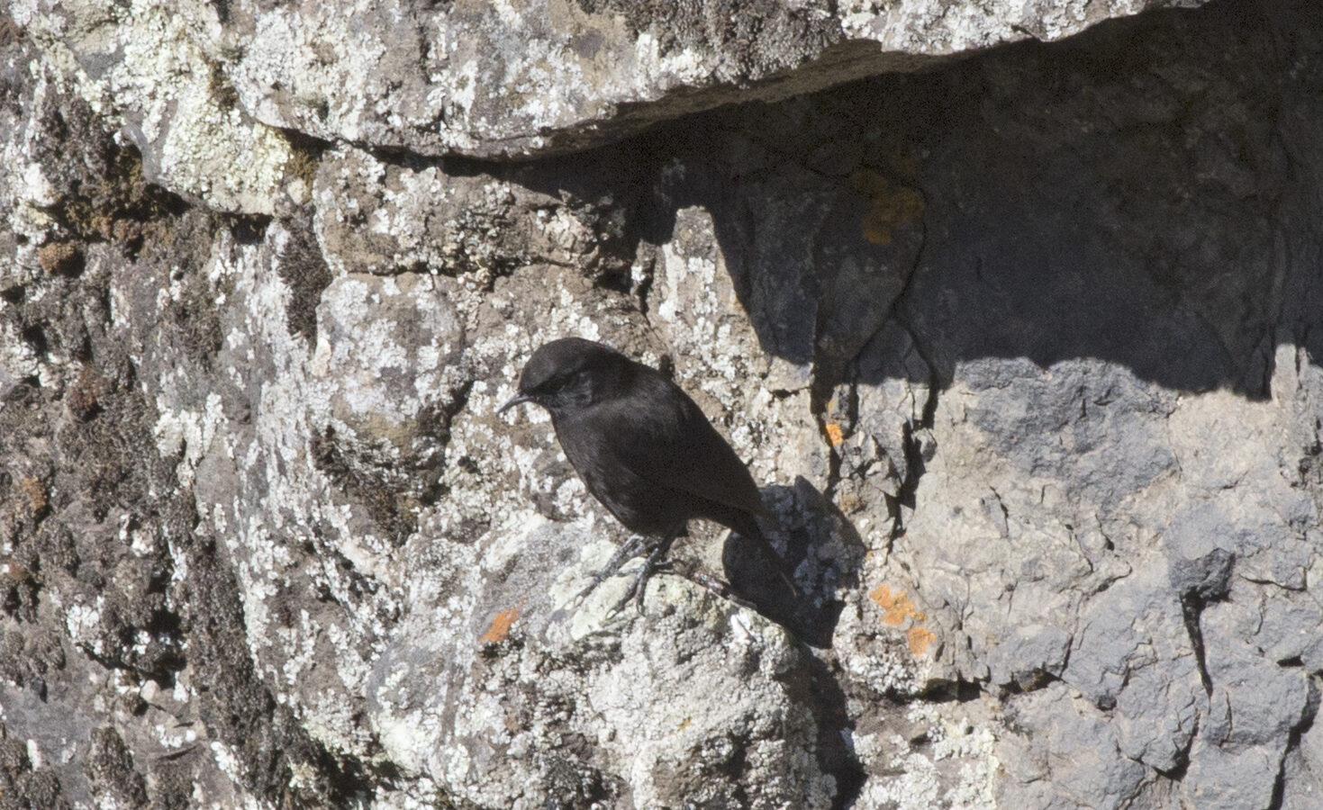 Rüppell’s Black Chat