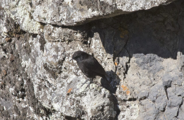 Rüppell’s Black Chat