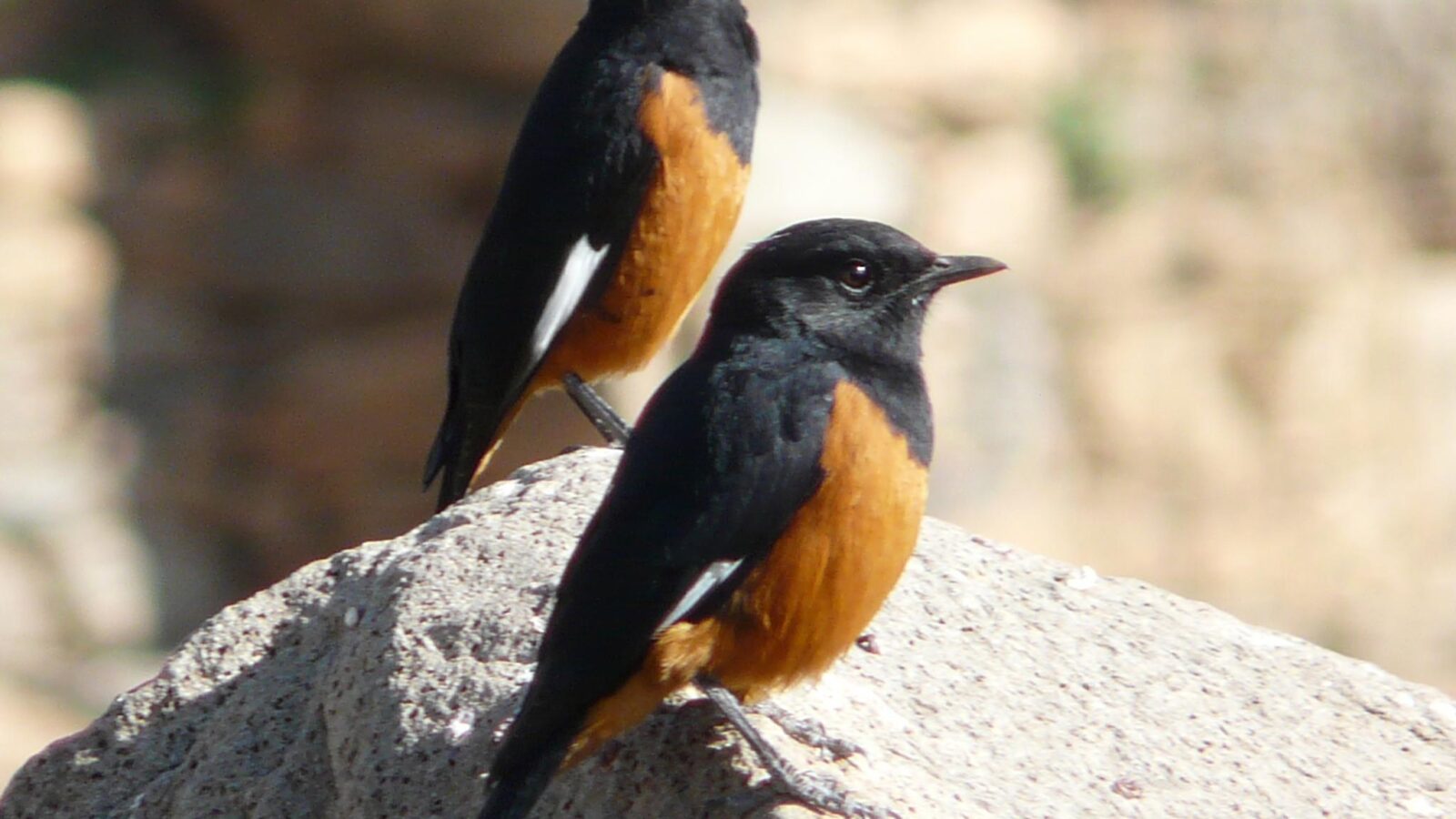 White-winged Cliff Chat