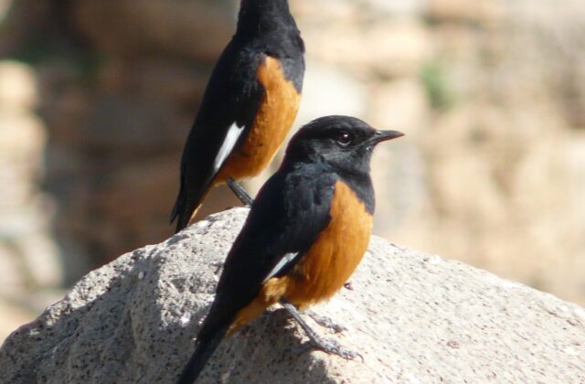 White-winged Cliff Chat