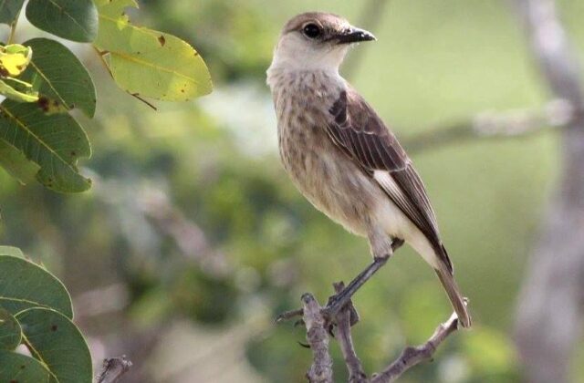 Congo Moor Chat
