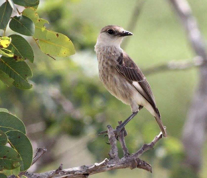 Congo Moor Chat