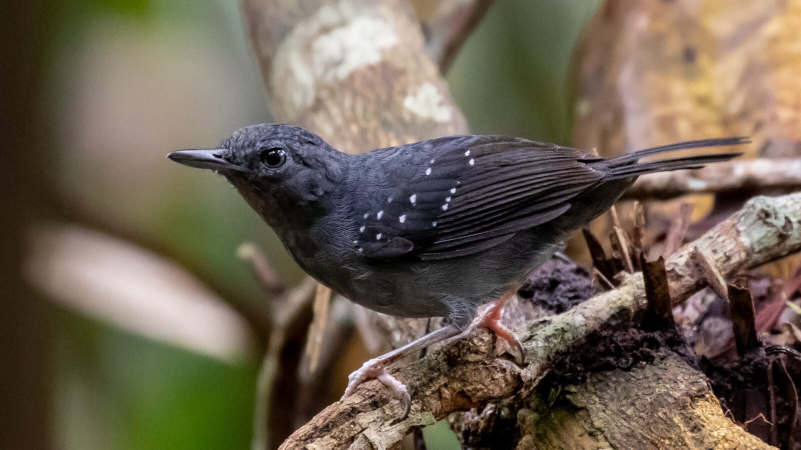 Humaita Antbird