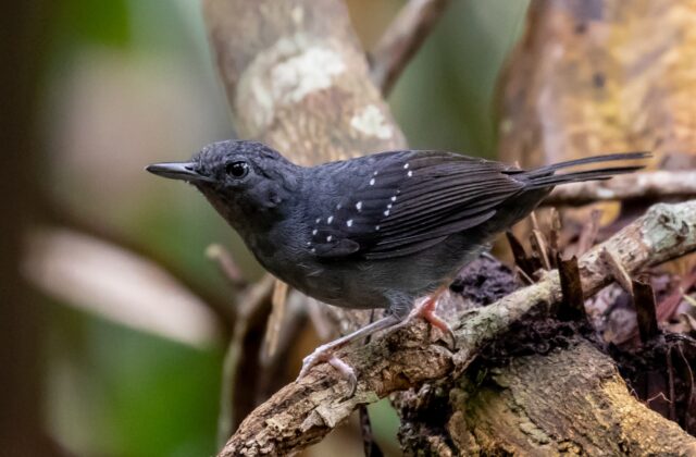Humaita Antbird