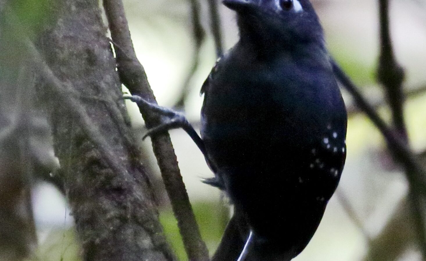 Plumbeous Antbird