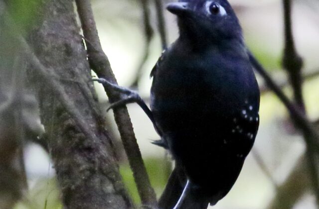 Plumbeous Antbird