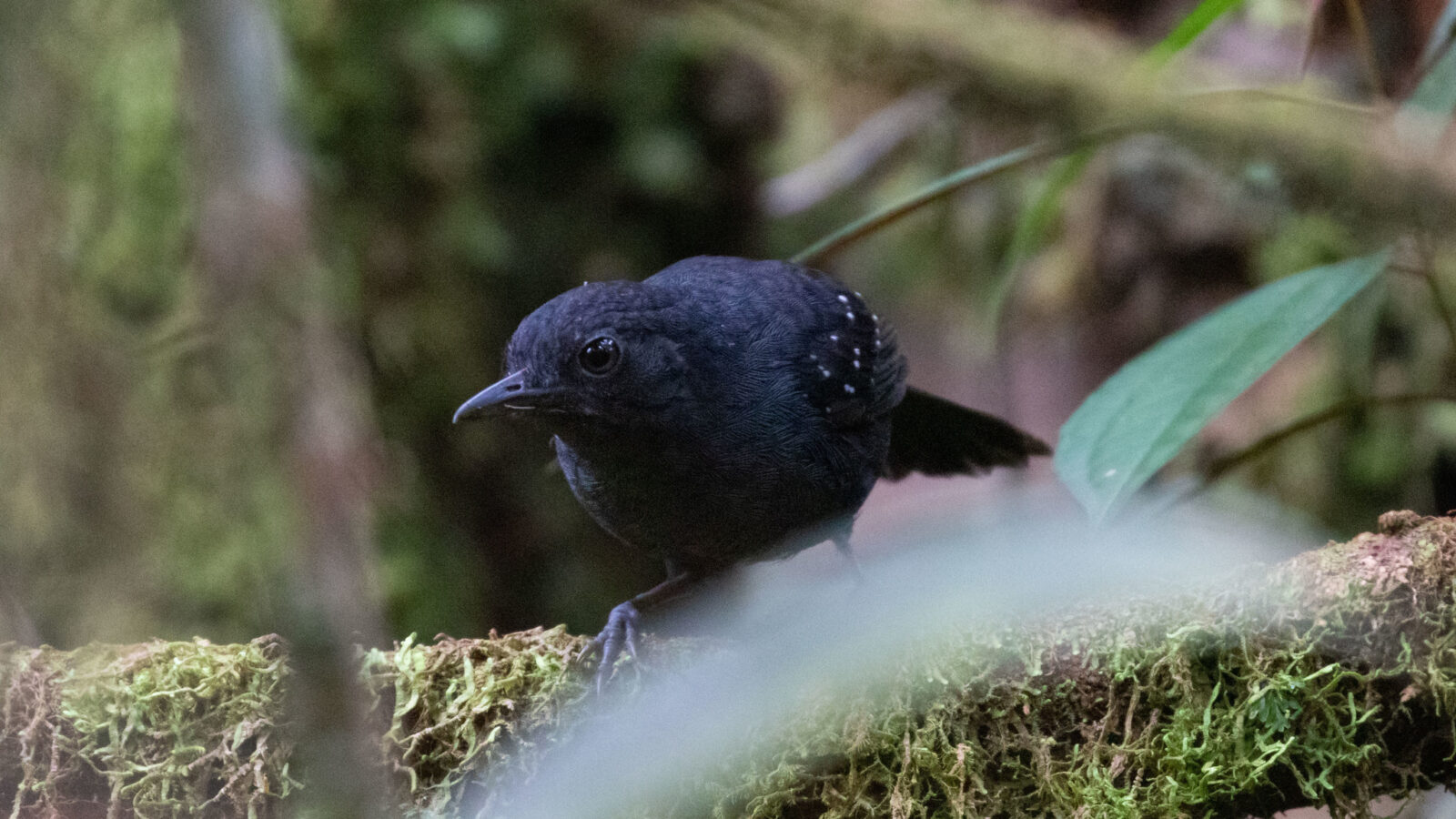 Spot-winged Antbird
