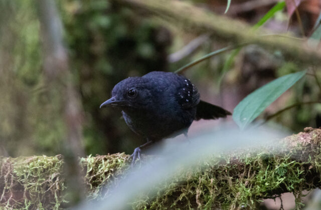 Spot-winged Antbird